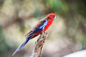 wilder Pennantsittich in Australien