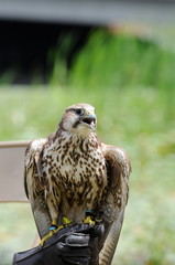 hawk #4