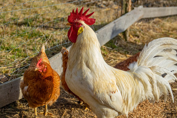rooster in the garden on a farm - free breeding