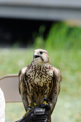 hawk 3