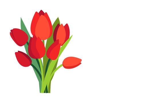 Festive vector illustration with branches of tulip flowers and green leaves. Bouquet of red tulips isolated on white. Floral spring design. Greeting card template with empty place for text. Womens Day