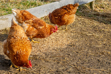 hens in the garden on a farm - free breeding