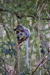 Brillenlangur im Baum