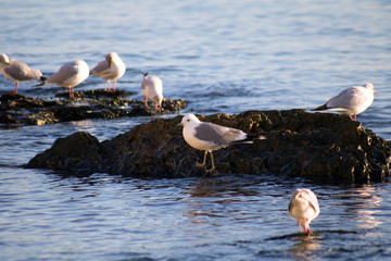 group of black sea seagulls on the stone in the water