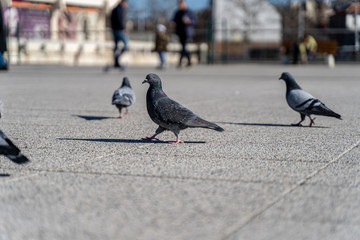 Pigeons close up walking freely 