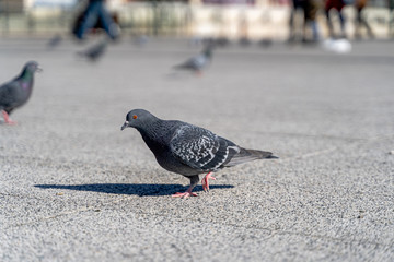 Pigeons close up walking freely 
