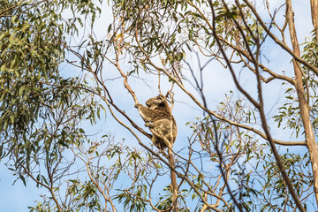 wilder Koala entspannt in Astgabel (Flinders Chase Nationalpark, Australien)