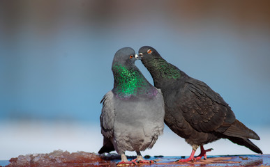 Two pigeons kiss on the nature..