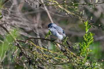 Cute and adorable small Blue Gray Gnatcatcher bird perched on estuary branch with foraged seed hanging off tip of beak.