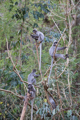 Eine Gruppe von Brillenlanguren auf einen Baum