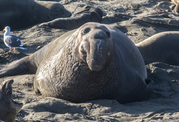Elephant Seals