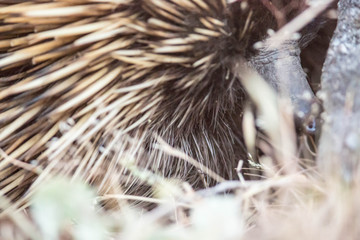 wilder Schnabeligel auf Kangaroo Island, Australien