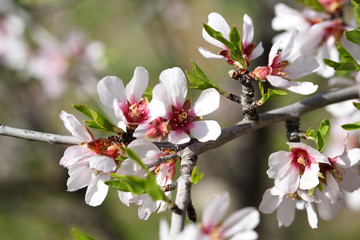 Flor de Almendro