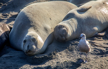 Elephant Seals