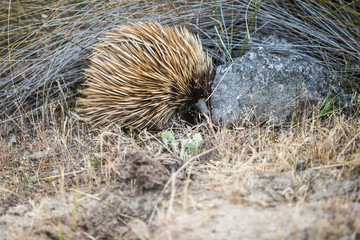 wilder Schnabeligel auf Kangaroo Island, Australien