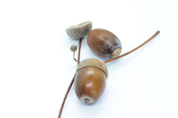 Beautiful acorns located on a white background