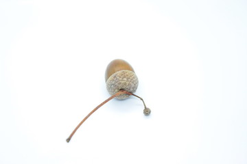 Beautiful acorns located on a white background