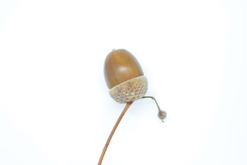 Beautiful acorns located on a white background