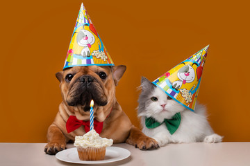 dog and cat on a yellow isolated background celebrate birthday - 323057415