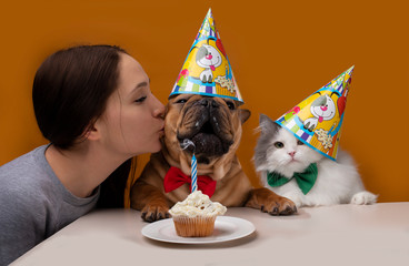 girl kisses a dog, girl with her french bulldog and cat on a yellow isolated background celebrate...