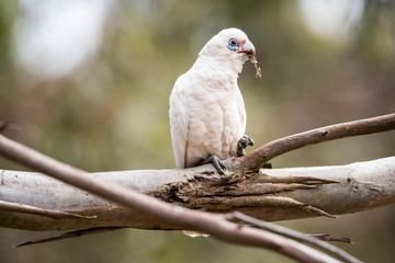 wilder Kakadu in Australien