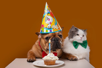 dog and cat on a yellow isolated background celebrate birthday