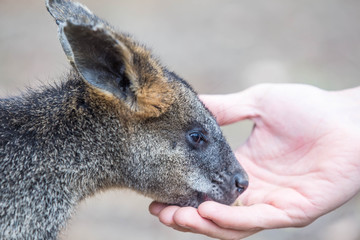 Naklejka na ściany i meble Wallaby im Kangaraoo Island Wildlife Park, Australien