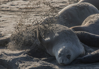 Elephant Seals