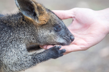 Wallaby im Kangaraoo Island Wildlife Park, Australien