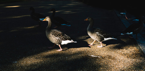 Ducks in the Park