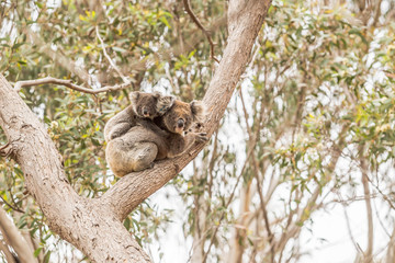 Fototapeta premium Koala im Flinders Chase Nationalpark, Kangaroo Island, Australien