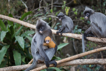 Indochina BrillenLangur mit Junges