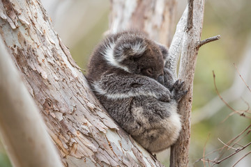 Koala im Flinders Chase Nationalpark, Kangaroo Island, Australien