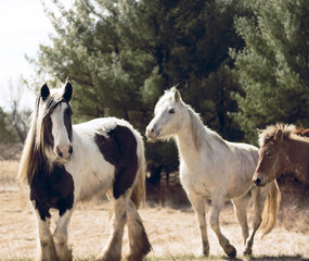 Obraz premium herd of horses