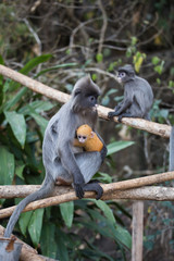 Indochina BrillenLangur mit Junges