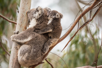 Fototapeta premium Koala im Flinders Chase Nationalpark, Kangaroo Island, Australien