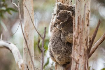 Koala im Flinders Chase Nationalpark, Kangaroo Island, Australien