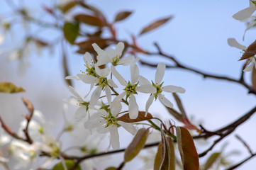 Amelanchier lamarckii deciduous flowering shrub, group of white flowers on branches in bloom