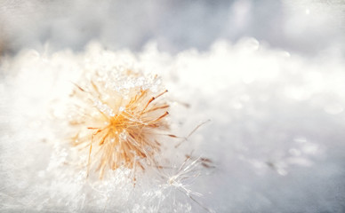 Fototapeta premium Winter tenderness. Fluffy frozen dandelion and snowflakes. Winter romantic card 
