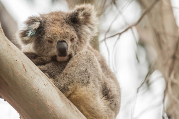 Naklejka premium Koala im Flinders Chase Nationalpark, Kangaroo Island, Australien