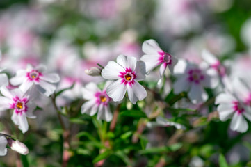 Creeping moss phlox subulata flowering small plant, beautiful flowers carpet of mountain phlox flowers in bloom, ground covering