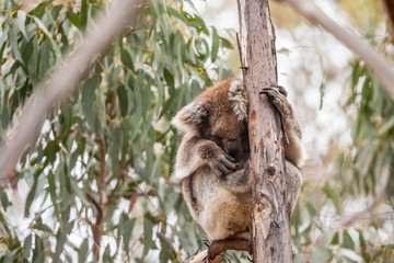 wilder, schlafender Koala (Kangaroo Island, Australien)