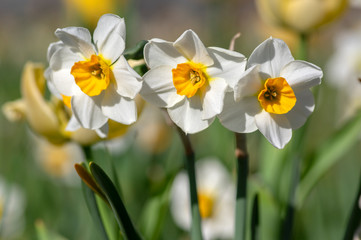 Narcissus tazetta early springtime flowerin plant in ornamental garden with tulips, paperwhite bunch flowered daffodil in bloom