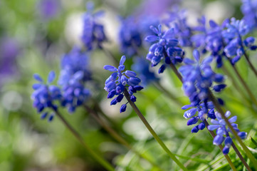 Muscari armeniacum flowering plant, blue spring bulbous grape hyacinth flowers in bloom in the garden