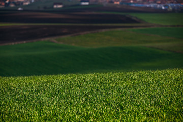 Rolling hills in spring