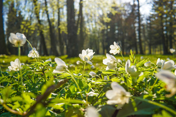 White flowers in spring - 323060464