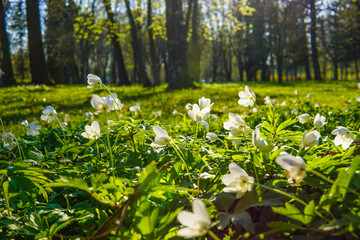 Lawn of white flowers on a background of green grass and forest. - 323060467