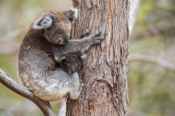 wilde Koala-Mama mit Jungem (Joey)