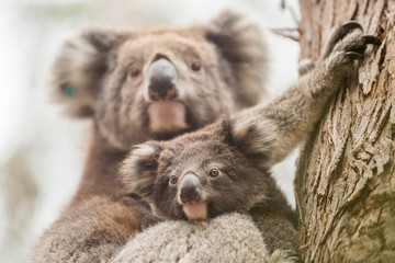 Fototapeta premium wilde Koala-Mama mit Jungem (Joey)