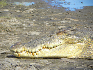 Giant Crocodile at Kimberley Western Australia West Coast Western Australia